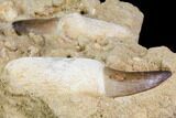 Two Rooted Mosasaur (Prognathodon) Teeth In Rock #150168-1